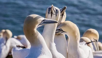 AC米兰-东亚杯国足战败 球迷呼吁战术改革，东亚杯国足1比2日本