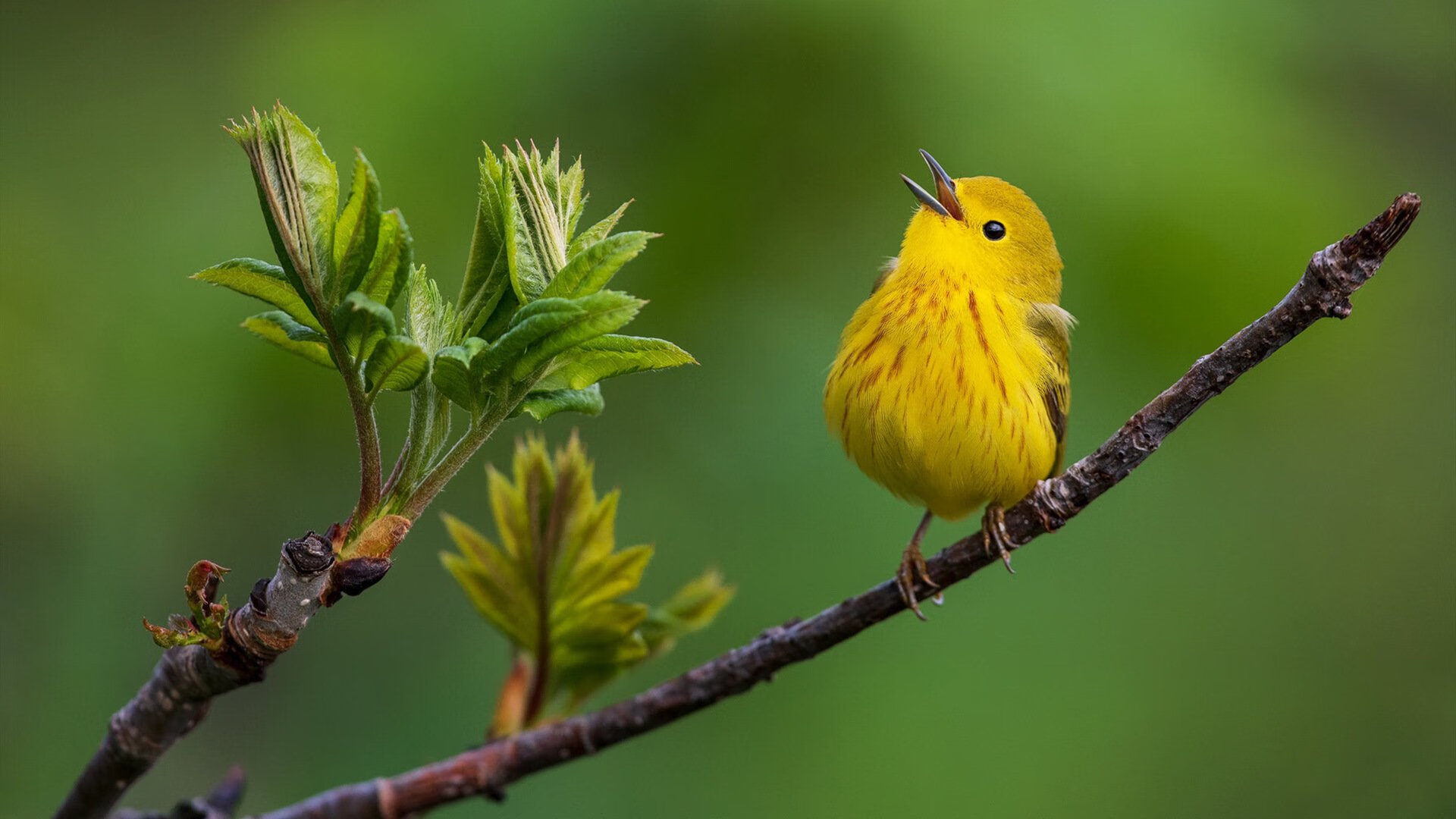 中国男篮比赛经验不断丰富,中国男蓝经典比赛