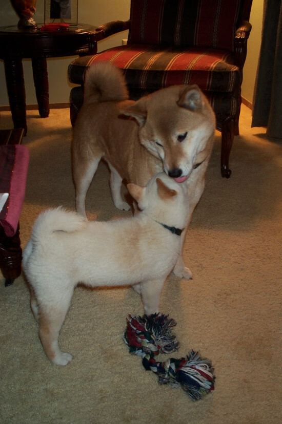 加拿大队未来发展:增强心理训练,提升比赛中的冷静应对能力,加拿大队首发