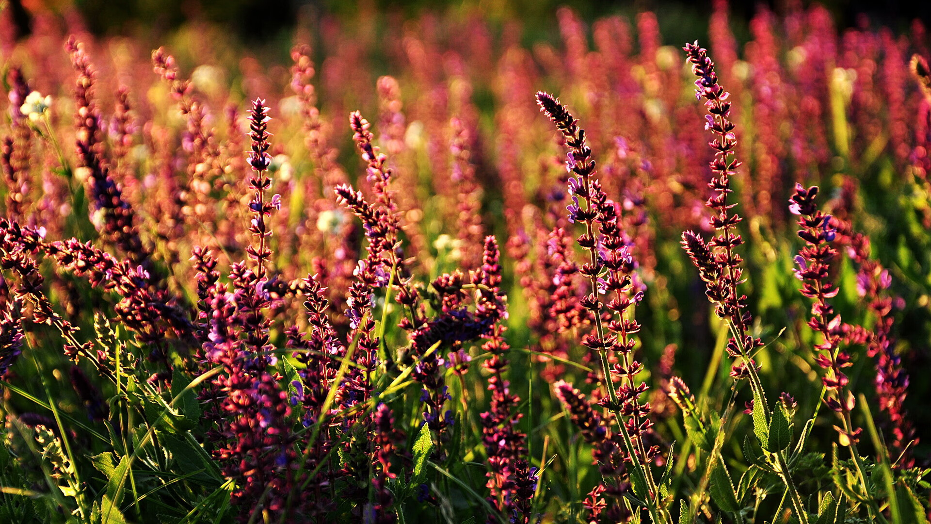半场阵地战谁的掩护体系更成熟,半场阵地进攻区域联防的要点主要包括