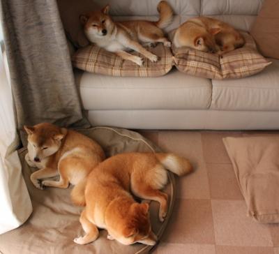 德国队征战国际乒联混合团体世界杯:赛制细节与战略意义,德国乒乓球赛结果