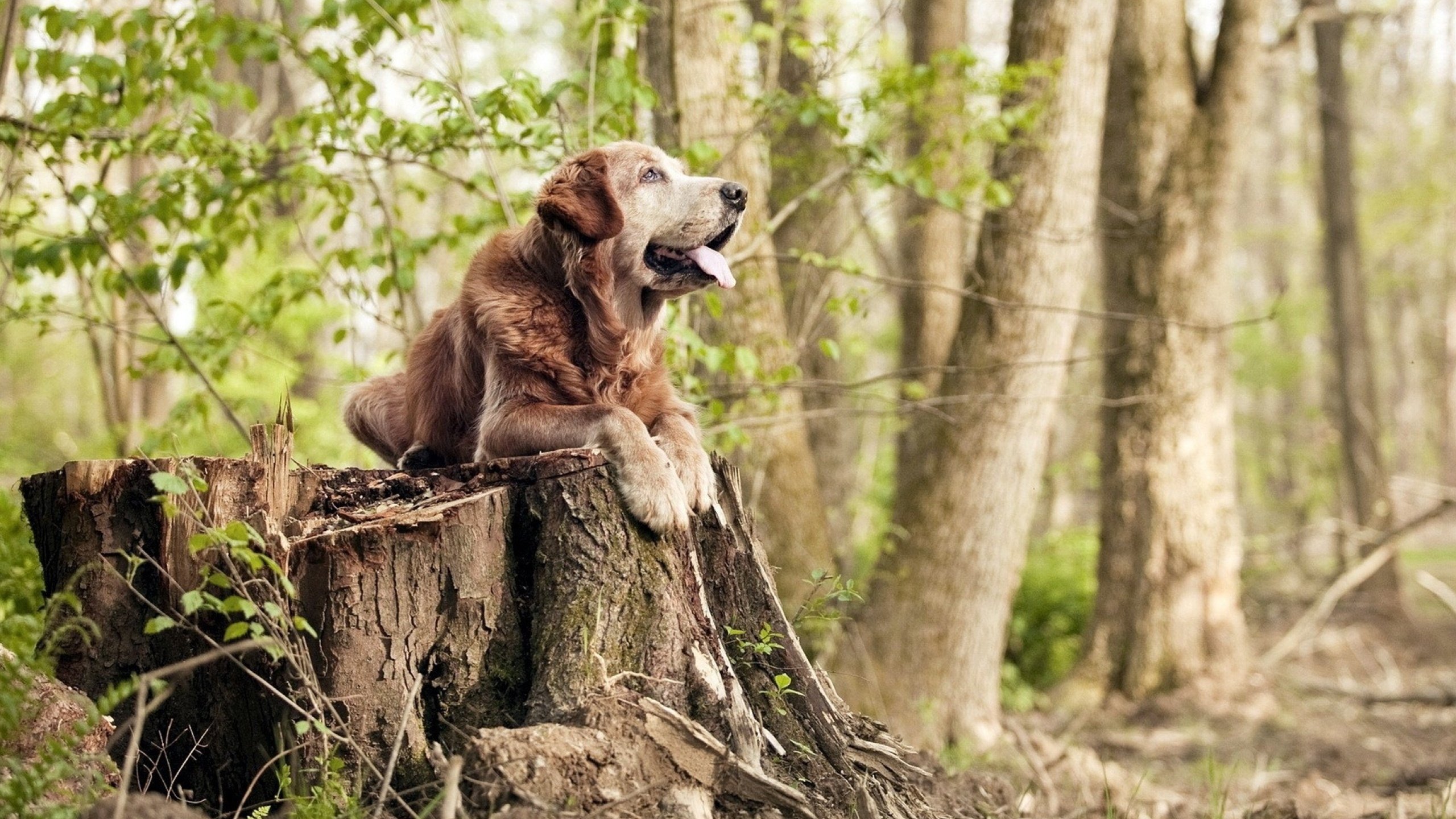 滑行距离延长助力成绩突破,滑行距离与滑行时间的关系这类问题如何求