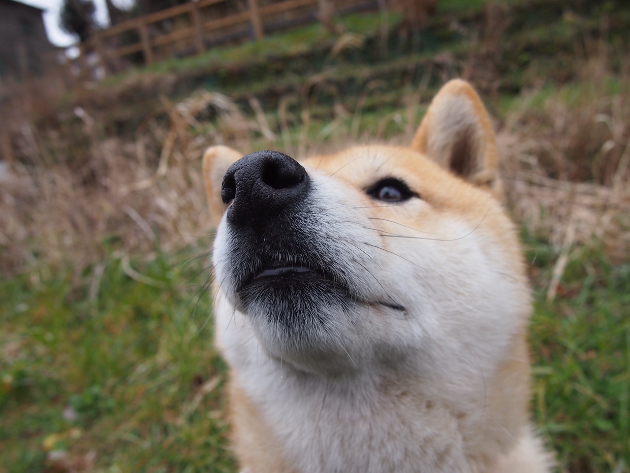 足球发展规划缺少阶段性检验机制,足球现状分析