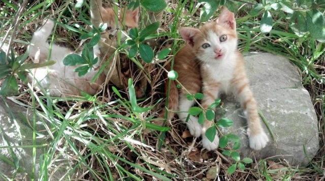 Milan Sports-世界杯辉煌夜：精彩片段永存！，世界杯经典回顾