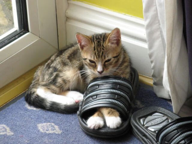 AC米兰-德甲爆发瞬间：速度、力量、智慧的完美结合！，德甲解析