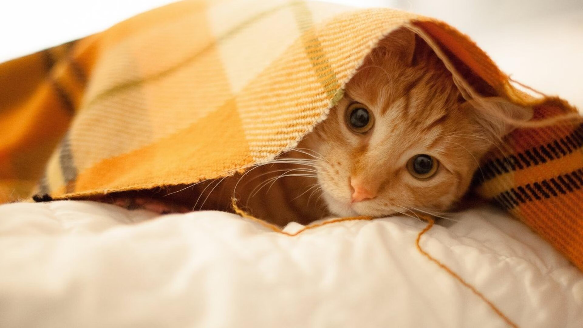 米兰体育官网-柯洁豪取连胜围棋冠军赛，柯洁拿了几个围棋世界冠军