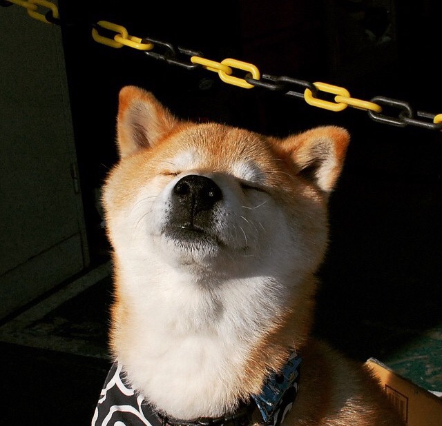 混合泳赛事朝鲜团队配合默契,混合泳中国