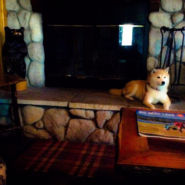 澳大利亚袋鼠队的战术灵活性,能否重回冠军宝座,袋鼠 澳大利亚