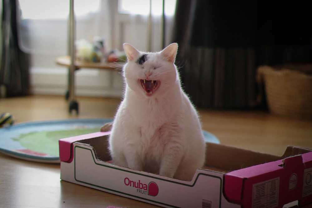 美洲杯明星表现:突破、助攻,精彩不停!,美洲杯巨星