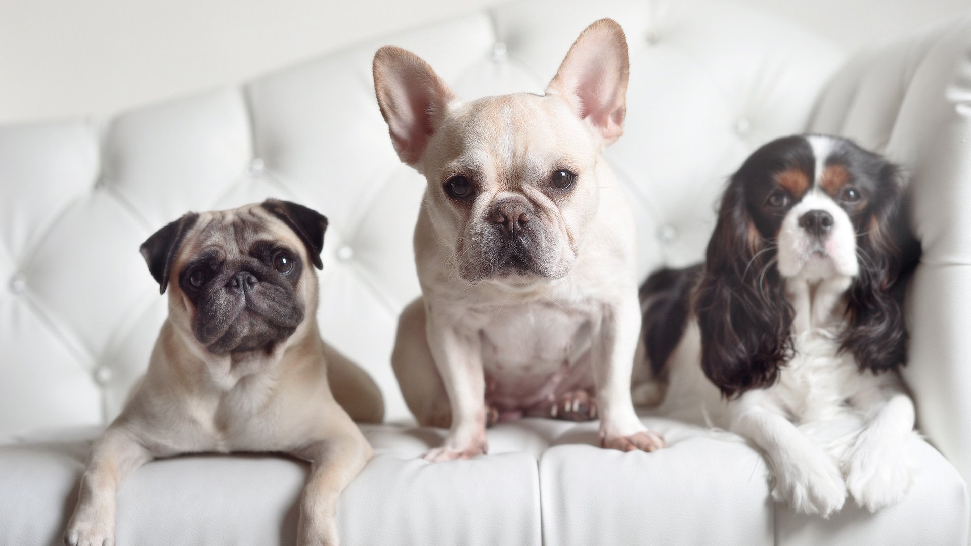 艾比·德尔福:南非队的防守先锋,完美配合前场进攻,比尔和艾德