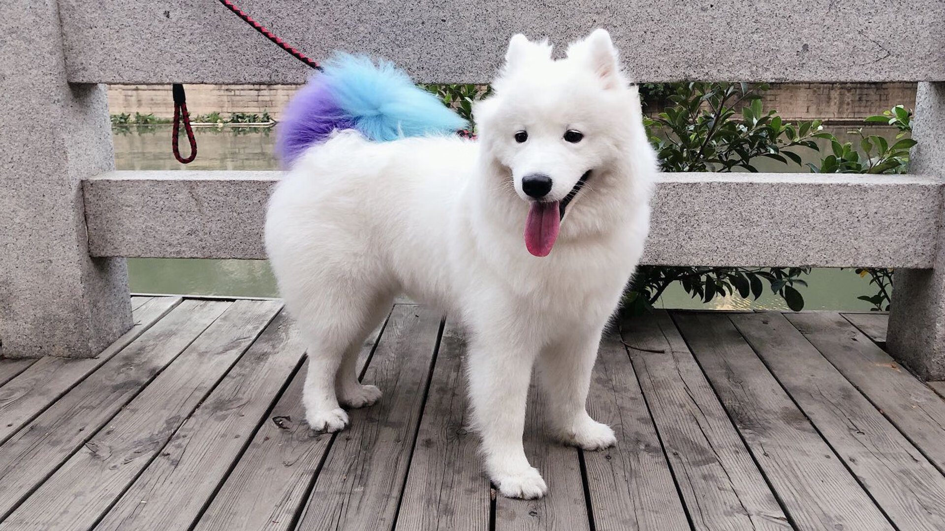 英格兰男队与女队,哪个更能带动赛事热度?,英格兰男队与女队,哪个更能带动赛事热度呢