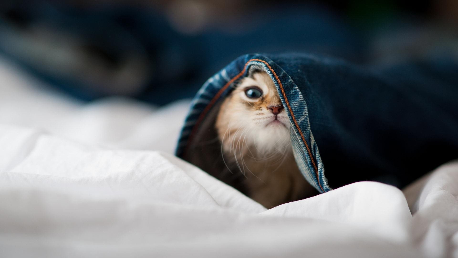 黄蜂控卫连续三天命中率突破八成状态火热,黄蜂控卫是谁